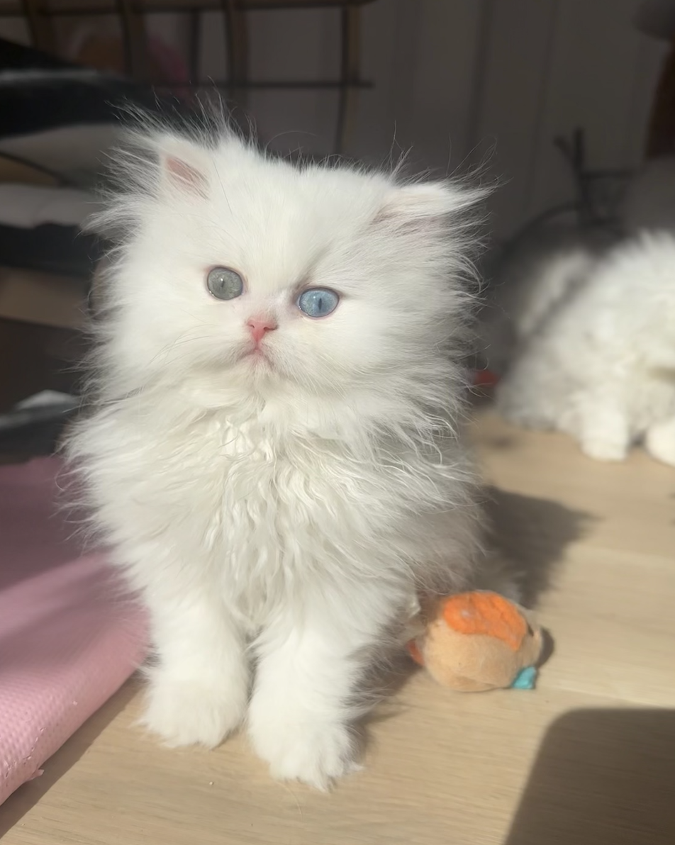 Pretty Purr Dolls hero cat