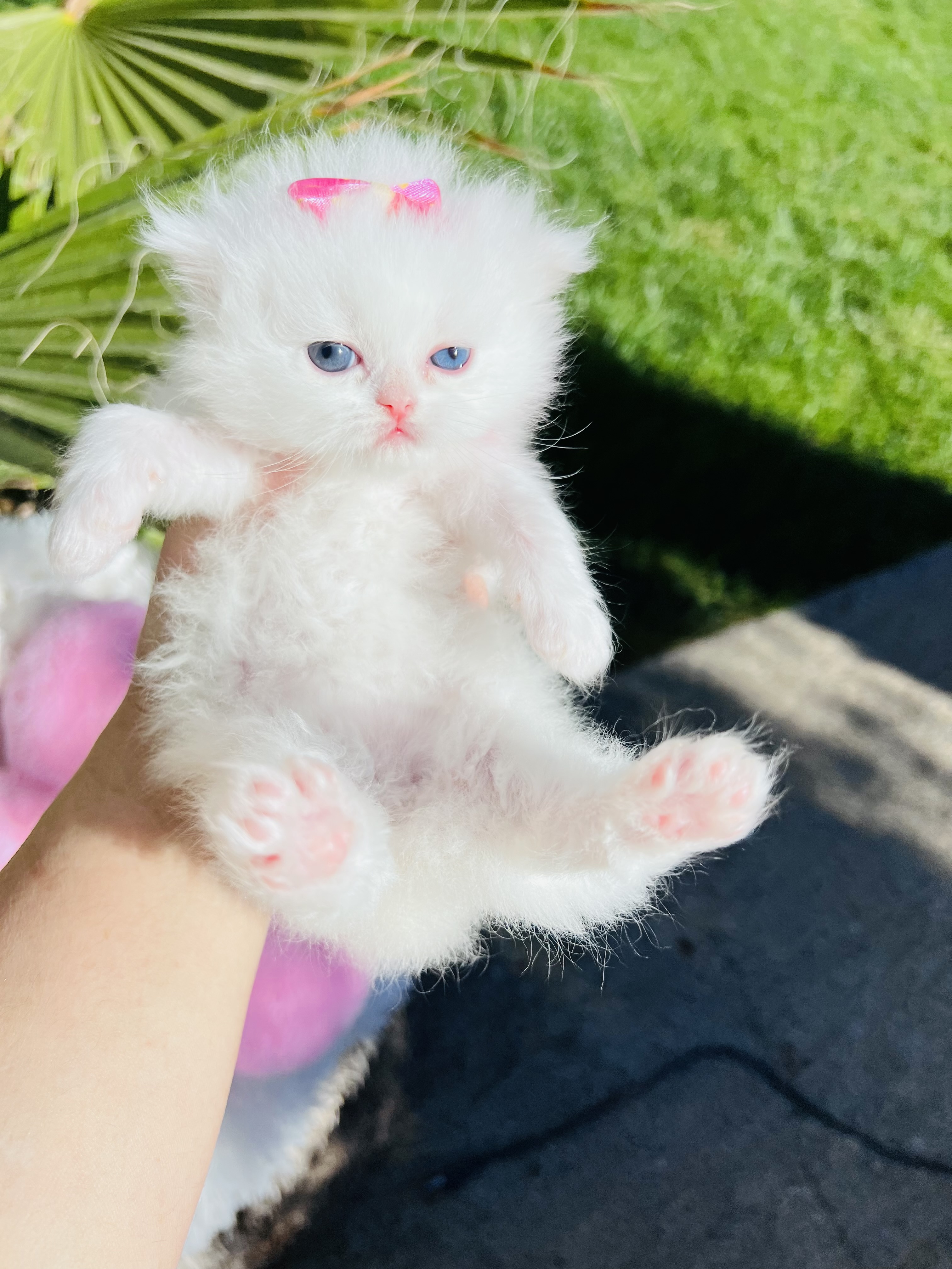 Pure White Dollface Persian kitten