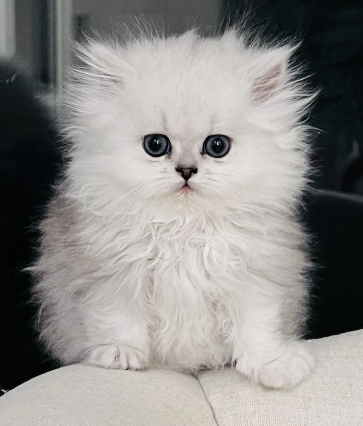 Chinchilla Silver Dollface Persian kitten
